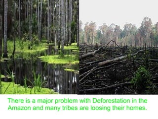 There is a major problem with Deforestation in the Amazon and many tribes are loosing their homes. 