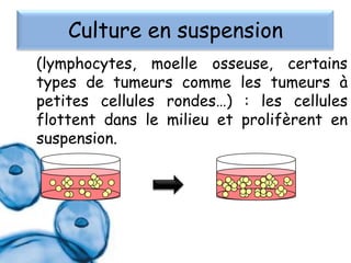 Culture en suspension
(lymphocytes, moelle osseuse, certains
types de tumeurs comme les tumeurs à
petites cellules rondes…) : les cellules
flottent dans le milieu et prolifèrent en
suspension.

 
