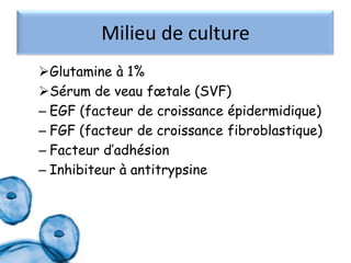 Milieu de culture
Glutamine à 1%
Sérum de veau fœtale (SVF)
– EGF (facteur de croissance épidermidique)
– FGF (facteur de croissance fibroblastique)
– Facteur d’adhésion
– Inhibiteur à antitrypsine

 