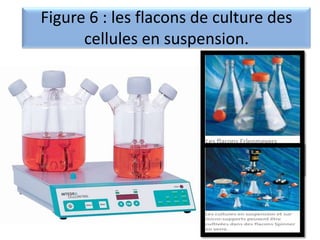 Figure 6 : les flacons de culture des
cellules en suspension.

 