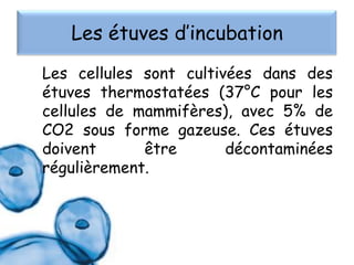 Les étuves d’incubation
Les cellules sont cultivées dans des
étuves thermostatées (37°C pour les
cellules de mammifères), avec 5% de
CO2 sous forme gazeuse. Ces étuves
doivent
être
décontaminées
régulièrement.

 