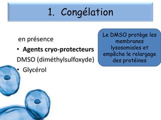 1. Congélation
en présence
• Agents cryo-protecteurs
DMSO (diméthylsulfoxyde)
• Glycérol

Le DMSO protège les
membranes
lysosomiales et
empêche le relargage
des protéines

 
