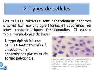 2-Types de cellules
Les cellules cultivées sont généralement décrites
d'après leur morphologie (forme et apparence) ou
leurs caractéristiques fonctionnelles. Il existe
trois morphologies de base:
1. type épithélial: ces
cellules sont attachées à
un substrat et
apparaissent plates et de
forme polygonale.

 