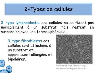 2-Types de cellules
2. type lymphoblaste: ces cellules ne se fixent pas
normalement à un substrat mais restent en
suspension avec une forme sphérique.
3. type fibroblaste: ces
cellules sont attachées à
un substrat et
apparaissent allongées et
bipolaires.

 