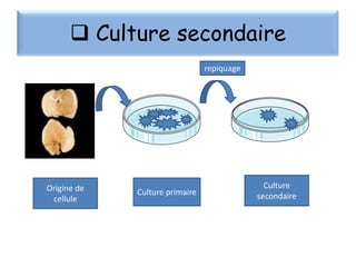  Culture secondaire
repiquage

Origine de
cellule

Culture primaire

Culture
secondaire

 