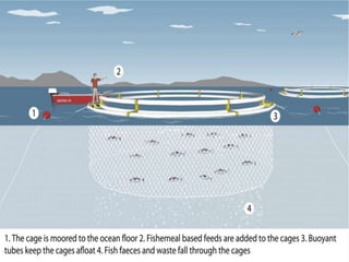 Culture fishery | PPT