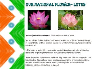 Lotus (Nelumbo nucifera) is the National Flower of India.
It is a sacred flower and occupies a unique position in the art and mythology
of ancient India and has been an auspicious symbol of Indian culture since time
immemorial.
The Lotus or water lily is an aquatic plant of Nymphaea with broad floating
leaves and bright fragrant flowers that grow only in shallow waters.
The leaves and flowers float and have long stems that contain air spaces. The
big attractive flowers have many petals overlapping in a symmetrical pattern.
Lotuses, prized for their serene beauty, are delightful to behold as their
blossoms open on the surface of a pond.
 
