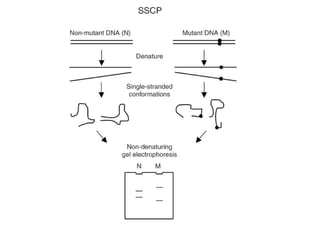 Comprehensive Overview of Culture-Dependent and Independent Microbial Analysis Methods
