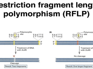 Comprehensive Overview of Culture-Dependent and Independent Microbial Analysis Methods