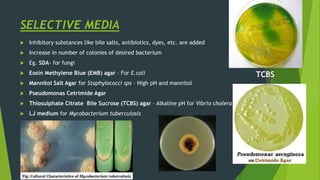 SELECTIVE MEDIA
 Inhibitory substances like bile salts, antibiotics, dyes, etc. are added
 Increase in number of colonies of desired bacterium
 Eg. SDA- for fungi
 Eosin Methylene Blue (EMB) agar – For E.coli
 Mannitol Salt Agar for Staphylococci sps – High pH and mannitol
 Pseudomonas Cetrimide Agar
 Thiosulphate Citrate Bile Sucrose (TCBS) agar – Alkaline pH for Vibrio cholera
 LJ medium for Mycobacterium tuberculosis
TCBS
 