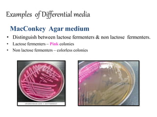 Examples of Differential media
MacConkey Agar medium
• Distinguish between lactose fermenters & non lactose fermenters.
• Lactose fermenters – Pink colonies
• Non lactose fermenters – colorless colonies
 