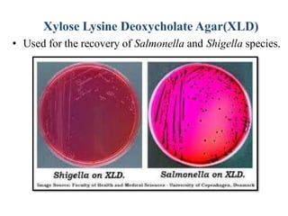 Xylose Lysine Deoxycholate Agar(XLD)
• Used for the recovery of Salmonella and Shigella species.
 
