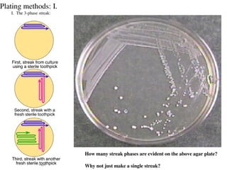 culture media for biochemical identification of bacteria.ppt