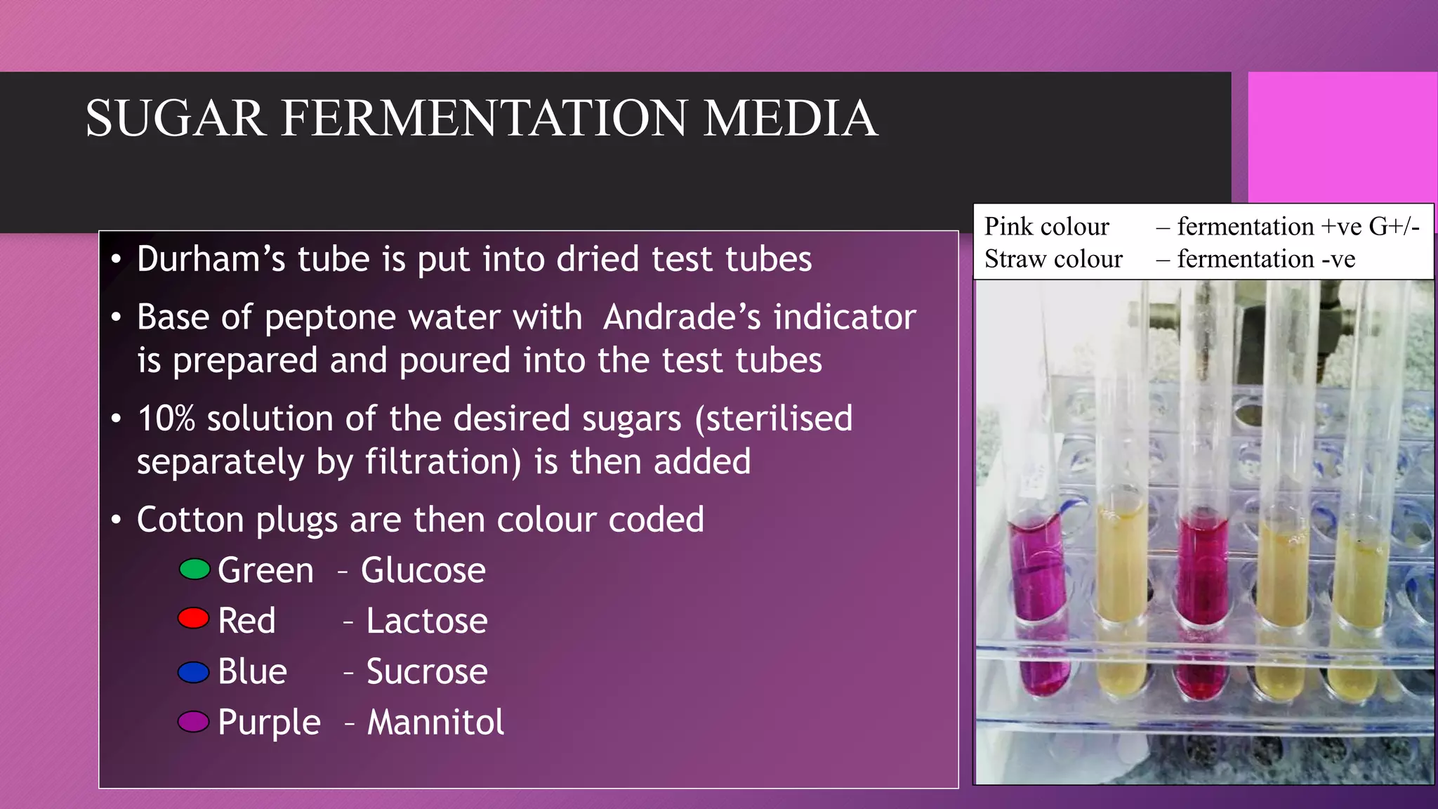 SUGAR FERMENTATION MEDIA
• Durham’s tube is put into dried test tubes
• Base of peptone water with Andrade’s indicator
is prepared and poured into the test tubes
• 10% solution of the desired sugars (sterilised
separately by filtration) is then added
• Cotton plugs are then colour coded
Green – Glucose
Red – Lactose
Blue – Sucrose
Purple – Mannitol
Pink colour – fermentation +ve G+/-
Straw colour – fermentation -ve
 