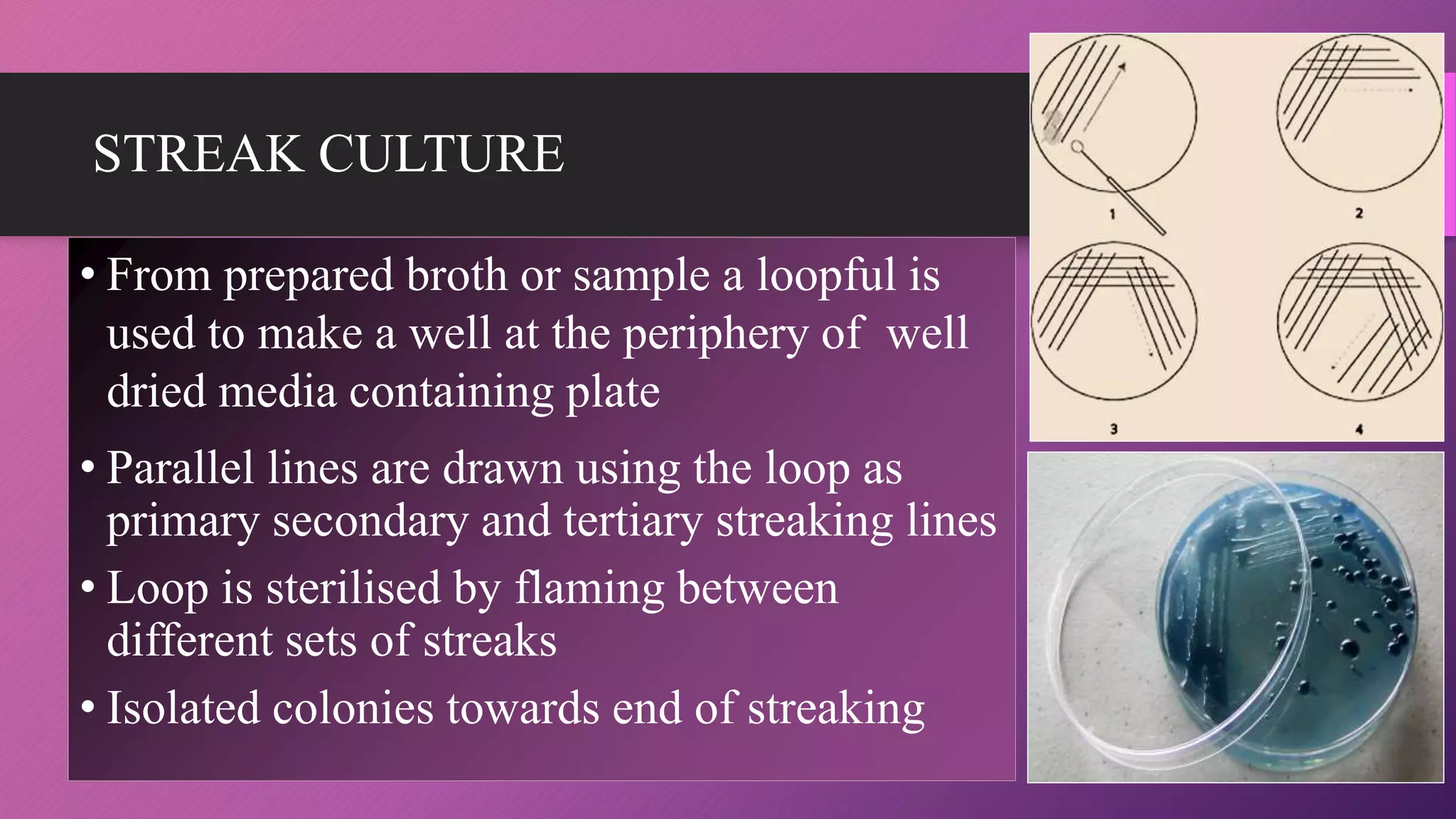 STREAK CULTURE
• From prepared broth or sample a loopful is
used to make a well at the periphery of well
dried media containing plate
• Parallel lines are drawn using the loop as
primary secondary and tertiary streaking lines
• Loop is sterilised by flaming between
different sets of streaks
• Isolated colonies towards end of streaking
 