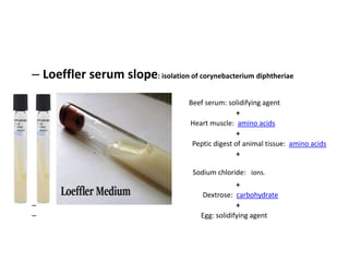 – Loeffler serum slope: isolation of corynebacterium diphtheriae
Beef serum: solidifying agent
– +
– Heart muscle: amino acids
– +
– Peptic digest of animal tissue: amino acids
– +
• Sodium chloride: ions.
– +
– Dextrose: carbohydrate
– +
– Egg: solidifying agent
 