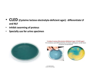 • CLED (Cysteine lactose electrolyte-deficient agar): differentiate LF
and NLF
• Inhibit swarming of proteus
• Specially use for urine specimen
 