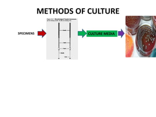 METHODS OF CULTURE
SPECIMENS CULTURE MEDIA
 