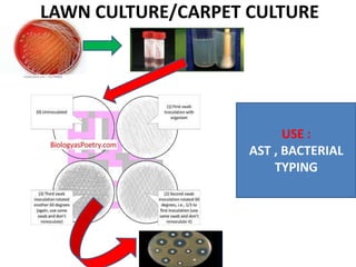 LAWN CULTURE/CARPET CULTURE
USE :
AST , BACTERIAL
TYPING
 