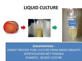 LIQUID CULTURE
DISADVANTAGE :
DONOT PROVIDE PURE CULTURE FROM MIXED GROWTH
IDENTIFICATION NOT POSSIBLE
EXAMPLE : BLOOD CULTURE
TURBIDITY
 