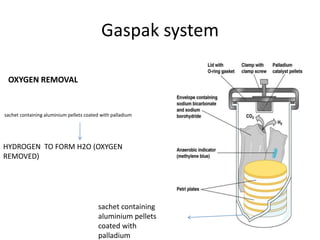 Gaspak system
sachet containing aluminium pellets coated with palladium
HYDROGEN TO FORM H2O (OXYGEN
REMOVED)
OXYGEN REMOVAL
sachet containing
aluminium pellets
coated with
palladium
 