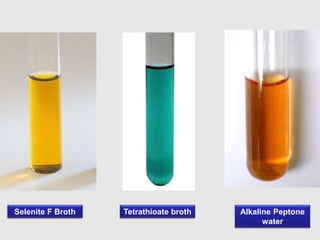 Selenite F Broth Tetrathioate broth Alkaline Peptone
water
 