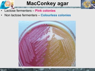 MacConkey agar
• Lactose fermenters – Pink colonies
• Non lactose fermenters – Colourless colonies
 