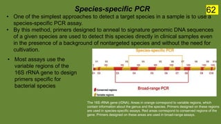 The 16S rRNA gene (rDNA). Areas in orange correspond to variable regions, which
contain information about the genus and the species. Primers designed on these regions
are used in species-specific assays. Red areas correspond to conserved regions of the
gene. Primers designed on these areas are used in broad-range assays.
Species-specific PCR
• One of the simplest approaches to detect a target species in a sample is to use a
species-specific PCR assay.
• By this method, primers designed to anneal to signature genomic DNA sequences
of a given species are used to detect this species directly in clinical samples even
in the presence of a background of nontargeted species and without the need for
cultivation.
• Most assays use the
variable regions of the
16S rRNA gene to design
primers specific for
bacterial species
62
 