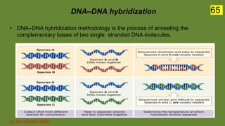 DNA–DNA hybridization
• DNA–DNA hybridization methodology is the process of annealing the
complementary bases of two single stranded DNA molecules.
(Li and Hanna 2004).
65
 