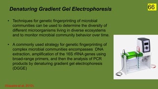 Denaturing Gradient Gel Electrophoresis
• Techniques for genetic fingerprinting of microbial
communities can be used to determine the diversity of
different microorganisms living in diverse ecosystems
and to monitor microbial community behavior over time.
• A commonly used strategy for genetic fingerprinting of
complex microbial communities encompasses DNA
extraction, amplification of the 16S rRNA genes using
broad-range primers, and then the analysis of PCR
products by denaturing gradient gel electrophoresis
(DGGE)
(Siqueira et al. 2010).
66
 