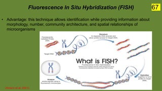 Fluorescence In Situ Hybridization (FISH)
• Advantage: this technique allows identification while providing information about
morphology, number, community architecture, and spatial relationships of
microorganisms
(Amann et al. 2001).
67
 