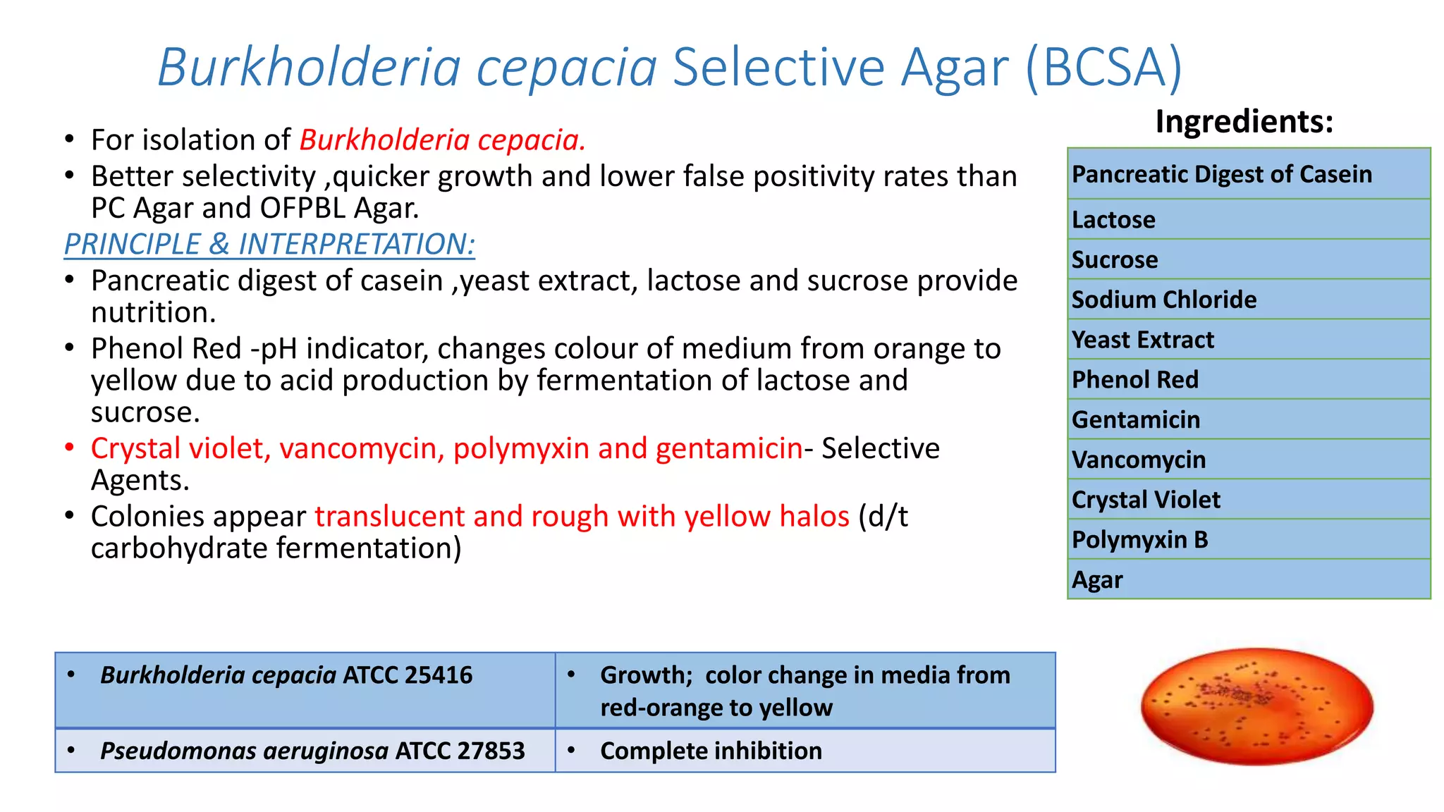 Burkholderia cepacia Selective Agar (BCSA)
• For isolation of Burkholderia cepacia.
• Better selectivity ,quicker growth and lower false positivity rates than
PC Agar and OFPBL Agar.
PRINCIPLE & INTERPRETATION:
• Pancreatic digest of casein ,yeast extract, lactose and sucrose provide
nutrition.
• Phenol Red -pH indicator, changes colour of medium from orange to
yellow due to acid production by fermentation of lactose and
sucrose.
• Crystal violet, vancomycin, polymyxin and gentamicin- Selective
Agents.
• Colonies appear translucent and rough with yellow halos (d/t
carbohydrate fermentation)
• Burkholderia cepacia ATCC 25416 • Growth; color change in media from
red-orange to yellow
• Pseudomonas aeruginosa ATCC 27853 • Complete inhibition
Pancreatic Digest of Casein
Lactose
Sucrose
Sodium Chloride
Yeast Extract
Phenol Red
Gentamicin
Vancomycin
Crystal Violet
Polymyxin B
Agar
Ingredients:
 