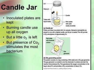 Candle Jar
• Inoculated plates are
kept
• Burning candle use
up all oxygen
• But a little o2 is left
• But presence of Co2
stimulates the most
bacterium
16
 