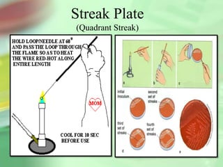 Streak Plate
(Quadrant Streak)
 