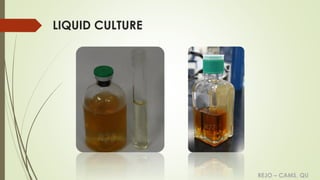 REJO – CAMS, QU
LIQUID CULTURE
R
J
J
 