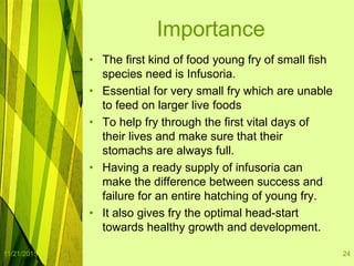 Culture of infusoria | PPTX