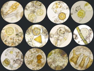 Culture of infusoria | PPTX