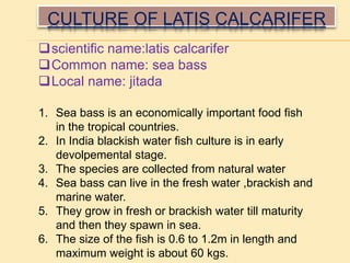 CULTURE OF LATIS CALCARIFER
scientific name:latis calcarifer
Common name: sea bass
Local name: jitada
1. Sea bass is an economically important food fish
in the tropical countries.
2. In India blackish water fish culture is in early
devolpemental stage.
3. The species are collected from natural water
4. Sea bass can live in the fresh water ,brackish and
marine water.
5. They grow in fresh or brackish water till maturity
and then they spawn in sea.
6. The size of the fish is 0.6 to 1.2m in length and
maximum weight is about 60 kgs.
 