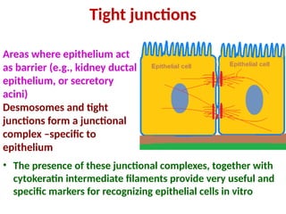 Comprehensive Overview of Culturing Specialized Epithelial Cells and ...