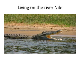 Living on the river Nile
 