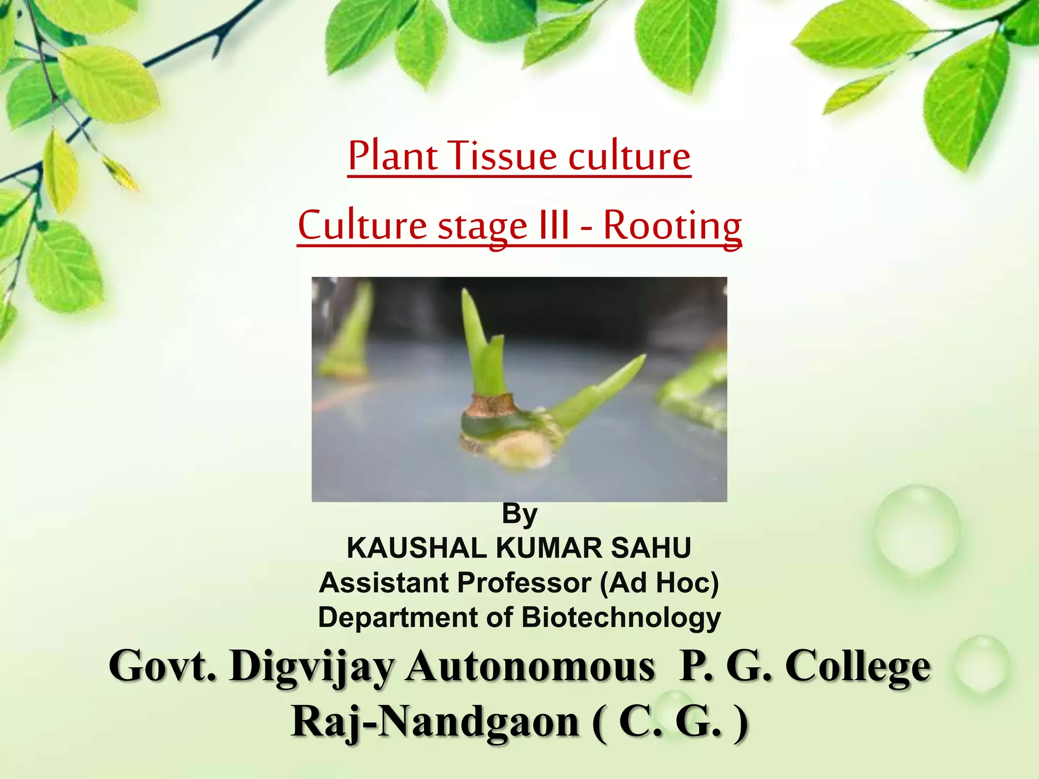 Plant Tissue Culture stage iii rooting | PPTX