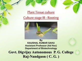 Plant Tissue culture
Culturestage III - Rooting
By
KAUSHAL KUMAR SAHU
Assistant Professor (Ad Hoc)
Department of Biotechnology
Govt. Digvijay Autonomous P. G. College
Raj-Nandgaon ( C. G. )
 