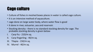 Cage culture
• Culture of fishes in meshed boxes places in water is called cage culture.
• It is an intensive method of aquaculture.
• cage done on large water body, where water flow is good
• It done in river, estuaries ,sea and reservoir.
• Stocking density:- there is no standard stocking density for cage. The
probable stocking density is given below-
I. Carp fry - 210/m sq.
II. Carp fingerling - 40/m sq.
III. Tilapia - 150/m sq.
IV. Murrel - 40/m sq.
 