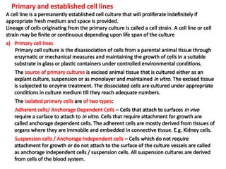 Primary and established cell lines
A cell line is a permanently established cell culture that will proliferate indefinitely if
appropriate fresh medium and space is provided.
Lineage of cells originating from the primary culture is called a cell strain. A cell line or cell
strain may be finite or continuous depending upon life span of the culture
a) Primary cell lines
Primary cell culture is the disassociation of cells from a parental animal tissue through
enzymatic or mechanical measures and maintaining the growth of cells in a suitable
substrate in glass or plastic containers under controlled environmental conditions.
The source of primary cultures is excised animal tissue that is cultured either as an
explant culture, suspension or as monolayer and maintained in vitro. The excised tissue
is subjected to enzyme treatment. The dissociated cells are cultured under appropriate
conditions in culture medium till they reach adequate numbers.
The isolated primary cells are of two types:
Adherent cells/ Anchorage Dependent Cells – Cells that attach to surfaces in vivo
require a surface to attach to in vitro. Cells that require attachment for growth are
called anchorage dependent cells. The adherent cells are mostly derived from tissues of
organs where they are immobile and embedded in connective tissue. E.g. Kidney cells.
Suspension cells / Anchorage Independent cells – Cells which do not require
attachment for growth or do not attach to the surface of the culture vessels are called
as anchorage independent cells / suspension cells. All suspension cultures are derived
from cells of the blood system.
 