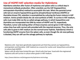 Use of HGPRT-HAT selection media for Hybirdoma
Hybridoma selection after fusion of myelomas and spleen cells is a critical step in
monoclonal antibody production. Often scientists use the HAT (hypoxanthine-
aminoprotein-thymidine) method to accomplish this task. When the parental tumor
cells lack an enzyme hypoxanthine guanine phosphoribosyl tranferase (HGPRT) or
thymidine kinase (TK), selection is accomplished by culturing the fusion mixture in HAT
medium. Amino protein blocks the de novo synthesis of DNA. To survive in HAT medium,
cells must make DNA via the so called salvage pathway, in which hyoxanthine and
thymidine are incorporated into DNA by means of HGPRT and TK, respectively.
Therefore, tumor cells lacking either of these enzymes cannot grow in HAT medium,
unless they fuse with normal cells provided with the required enzymes, Thus, the only
cells able to grow in HAT medium are the normal-tumor hybirds. Hybridomas inherit a
functioning HGPRT enzyme from the spleen cells, so even though the de novo pathway
is blocked, they can still use the salvage pathway to replicate.
https://www.slideshare.net/biologyexams4u/hybridoma-technology
Myeloma cells have been genetically engineered such that they cannot use hypoxanthine,
aminoprotein and thymidine (HAT medium) as a source for nucleic acid biosynthesis and will die
in culture (lack HGPRT).
Spleen cells (B cells) have limited life span. Only B cells that have fused with the engineered
myeloma cells will survive in culture when grown in HAT medium.
 