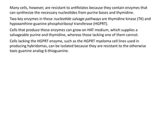 Many cells, however, are resistant to antifolates because they contain enzymes that
can synthesize the necessary nucleotides from purine bases and thymidine.
Two key enzymes in these nucleotide salvage pathways are thymidine kinase (TK) and
hypoxanthine-guanine phosphoribosyl transferase (HGPRT).
Cells that produce these enzymes can grow on HAT medium, which supplies a
salvageable purine and thymidine, whereas those lacking one of them cannot.
Cells lacking the HGPRT enzyme, such as the HGPRT myeloma cell lines used in
producing hybridomas, can be isolated because they are resistant to the otherwise
toxic guanine analog 6-thioguanine.
 