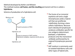 Method developed by Kohler and Milstein
The method involves cell fusion, and the resulting permanent cell line is called a
hybridoma.
Scheme of production of a hybridoma cell.
 The fusion of an immortal
myeloma cell and a single
B lymphocyte yields a hybrid
cell that can proliferate
indefinitely, forming a clone
called a hybridoma. Because
each individual B lymphocyte
produces antibodies specific for
one antigenic determinant
(epitope), a hybridoma
produces only the monoclonal
antibody synthesized by its
original B-lymphocyte parental
cell.
 HAT medium is commonly used
to isolated hybridoma cells and
other types of hybrid cells.
 