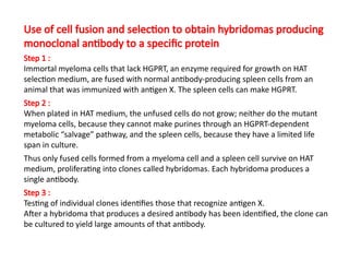 Use of cell fusion and selection to obtain hybridomas producing
monoclonal antibody to a specific protein
Step 1 :
Immortal myeloma cells that lack HGPRT, an enzyme required for growth on HAT
selection medium, are fused with normal antibody-producing spleen cells from an
animal that was immunized with antigen X. The spleen cells can make HGPRT.
Step 2 :
When plated in HAT medium, the unfused cells do not grow; neither do the mutant
myeloma cells, because they cannot make purines through an HGPRT-dependent
metabolic “salvage” pathway, and the spleen cells, because they have a limited life
span in culture.
Thus only fused cells formed from a myeloma cell and a spleen cell survive on HAT
medium, proliferating into clones called hybridomas. Each hybridoma produces a
single antibody.
Step 3 :
Testing of individual clones identifies those that recognize antigen X.
After a hybridoma that produces a desired antibody has been identified, the clone can
be cultured to yield large amounts of that antibody.
 