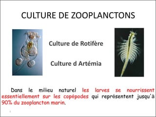 CULTURE DE ZOOPLANCTONS
Culture de Rotifère
Culture d Artémia
Dans le milieu naturel les larves se nourrissent
essentiellement sur les copépodes qui représentent jusqu'à
90% du zooplancton marin.
1
 