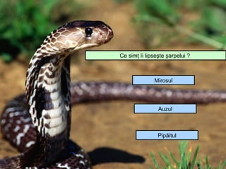 Ce simţ îi lipseşte şarpelui ?



              Mirosul




                Auzul



                Pipăitul
 